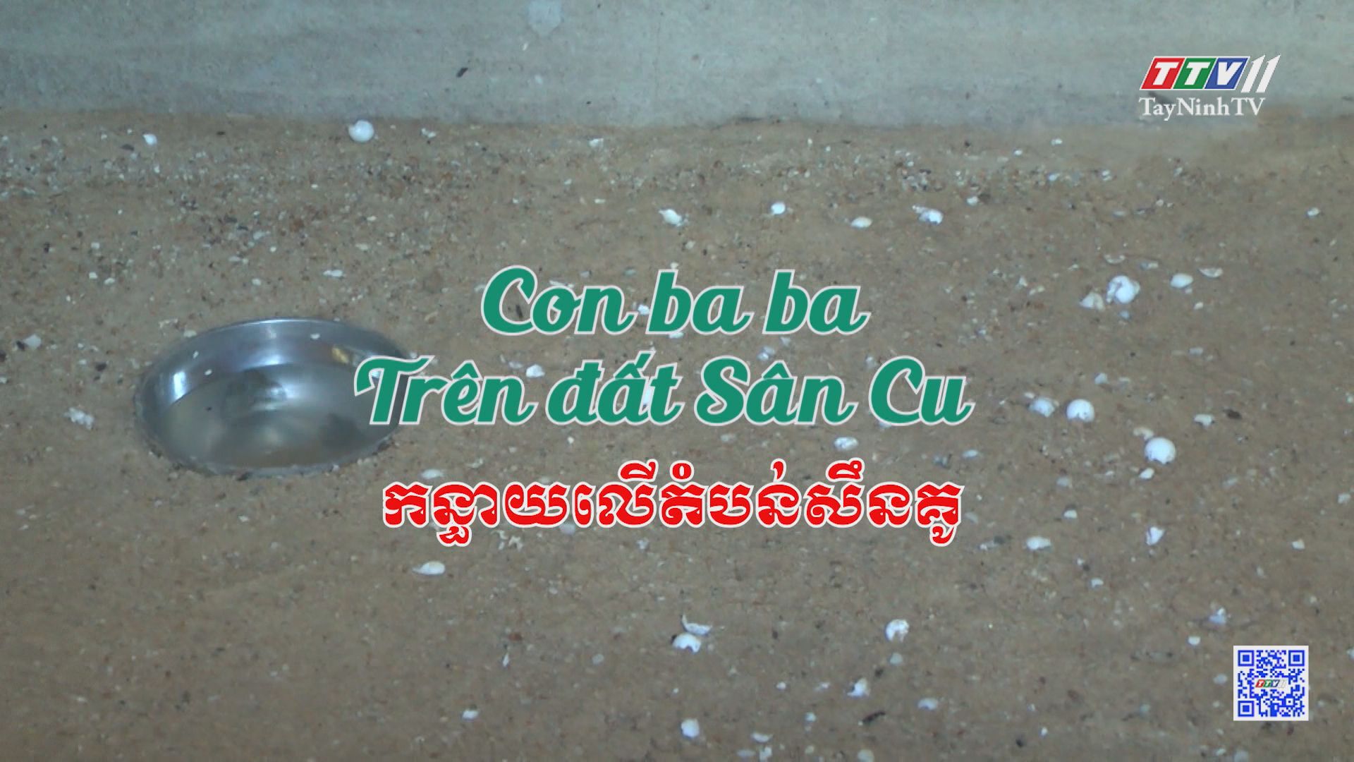 Con ba ba trên đất Sân Cu | NÔNG NGHIỆP TÂY NINH | TayNinhTV